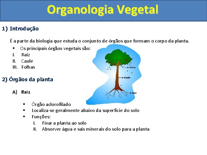 Organologia Vegetal 1) Introdução É a parte da biologia que estuda o conjunto de