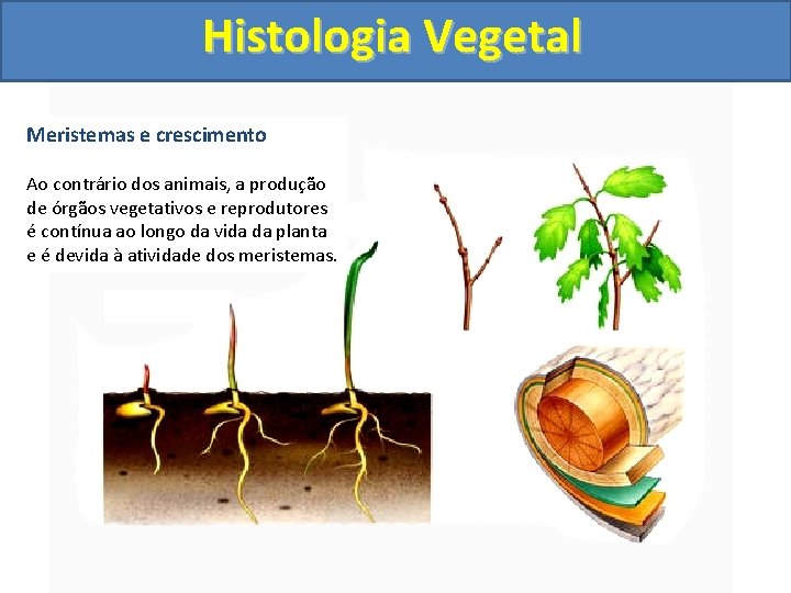 Histologia Vegetal Meristemas e crescimento Ao contrário dos animais, a produção de órgãos vegetativos