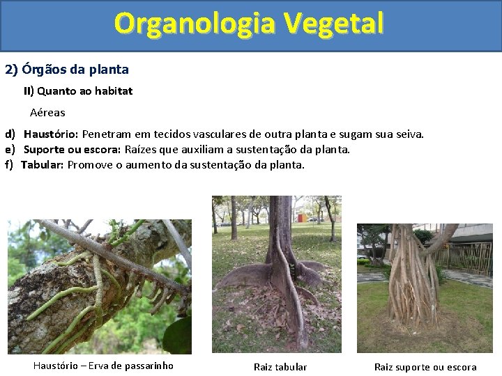Organologia Vegetal 2) Órgãos da planta II) Quanto ao habitat Aéreas d) Haustório: Penetram