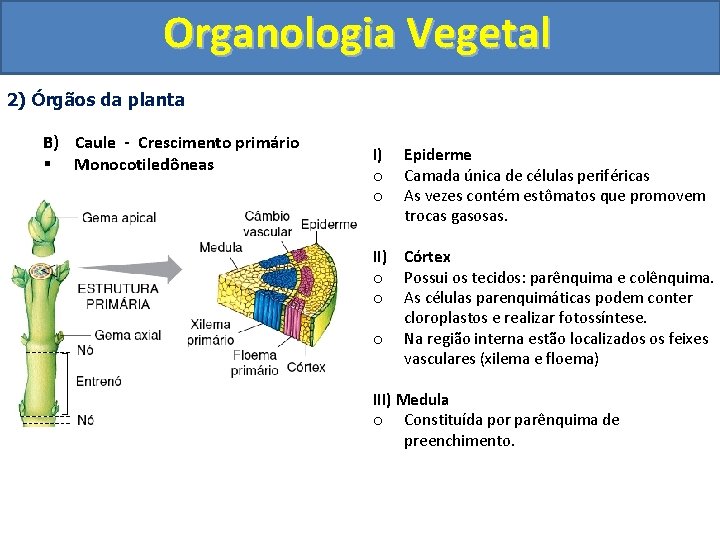 Organologia Vegetal 2) Órgãos da planta B) Caule - Crescimento primário § Monocotiledôneas I)