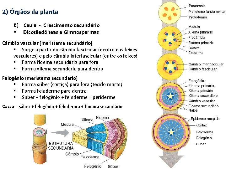 2) Órgãos da planta B) Caule - Crescimento secundário § Dicotiledôneas e Gimnospermas Câmbio