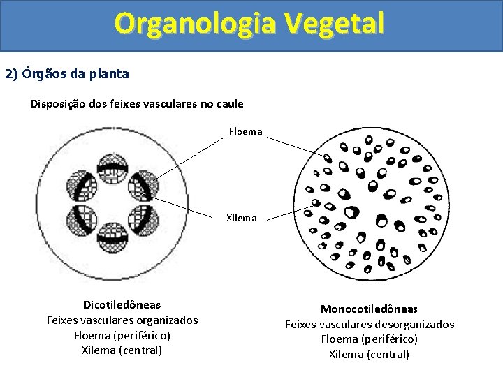 Organologia Vegetal 2) Órgãos da planta Disposição dos feixes vasculares no caule Floema Xilema