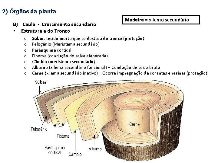 2) Órgãos da planta B) Caule - Crescimento secundário § Estrutura e do Tronco