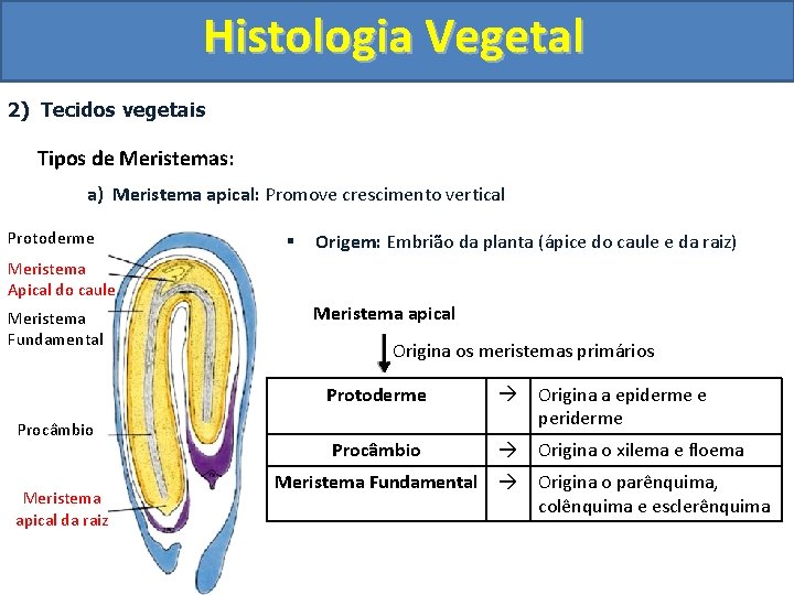 Histologia Vegetal 2) Tecidos vegetais Tipos de Meristemas: a) Meristema apical: Promove crescimento vertical