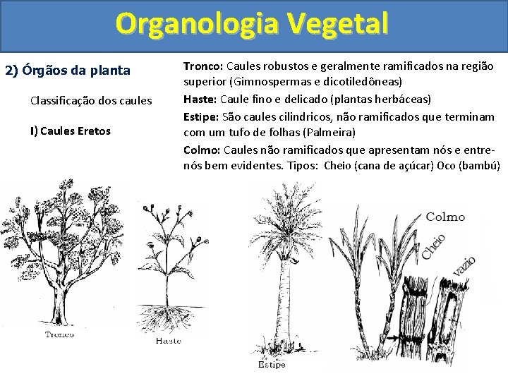 Organologia Vegetal 2) Órgãos da planta Classificação dos caules I) Caules Eretos Tronco: Caules