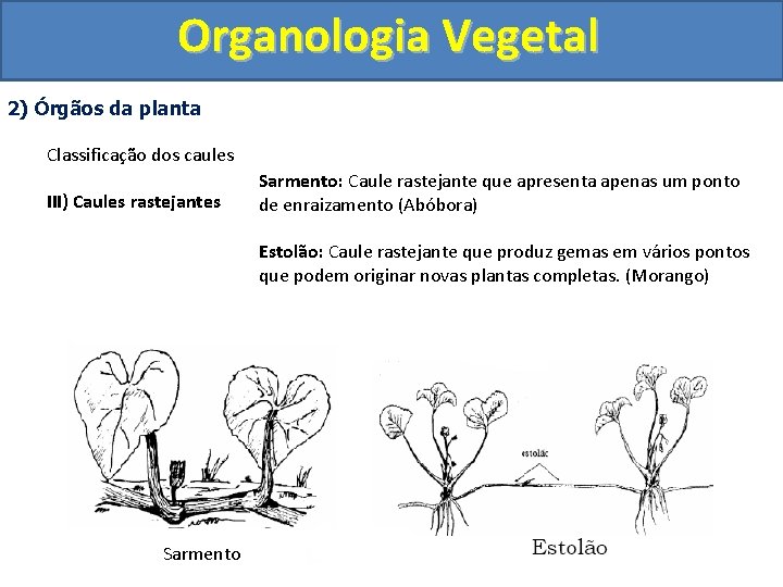 Organologia Vegetal 2) Órgãos da planta Classificação dos caules III) Caules rastejantes Sarmento: Caule