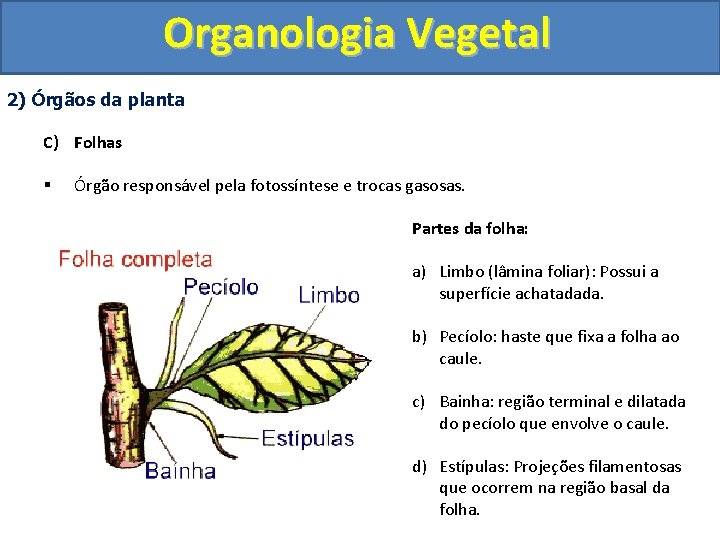 Organologia Vegetal 2) Órgãos da planta C) Folhas § Órgão responsável pela fotossíntese e