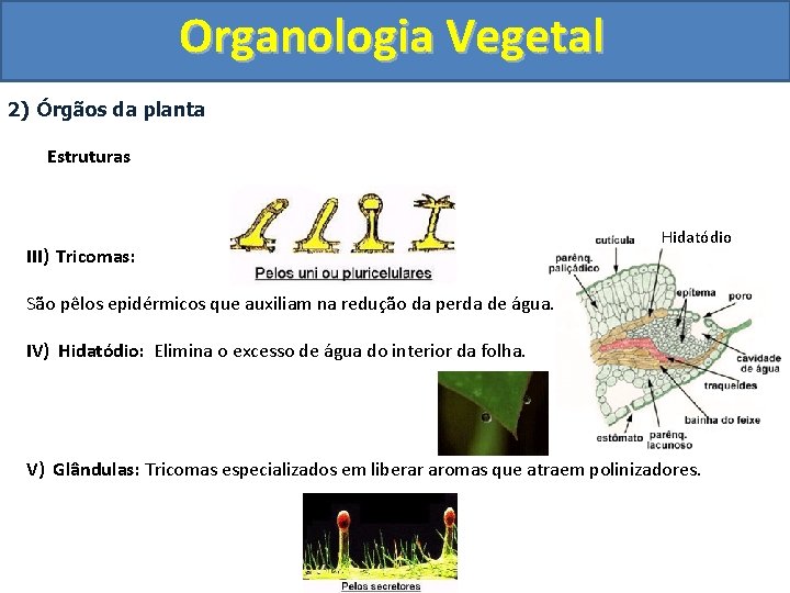 Organologia Vegetal 2) Órgãos da planta Estruturas III) Tricomas: Hidatódio São pêlos epidérmicos que