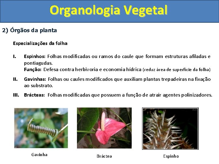 Organologia Vegetal 2) Órgãos da planta Especializações da folha I. Espinhos: Folhas modificadas ou