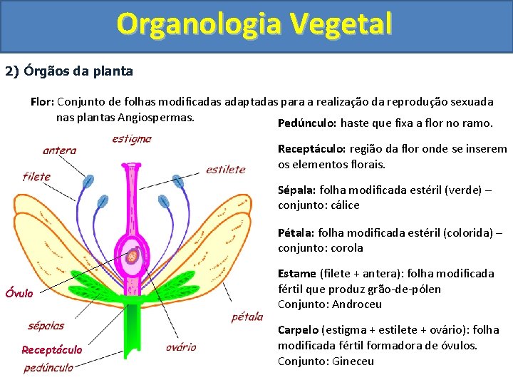 Organologia Vegetal 2) Órgãos da planta Flor: Conjunto de folhas modificadas adaptadas para a
