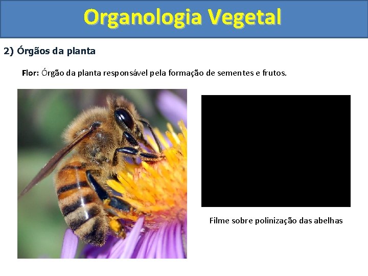 Organologia Vegetal 2) Órgãos da planta Flor: Órgão da planta responsável pela formação de