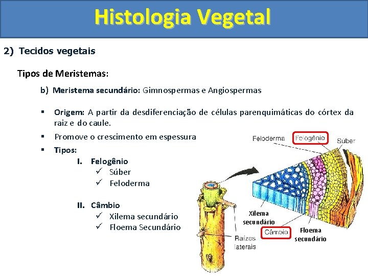 Histologia Vegetal 2) Tecidos vegetais Tipos de Meristemas: b) Meristema secundário: Gimnospermas e Angiospermas