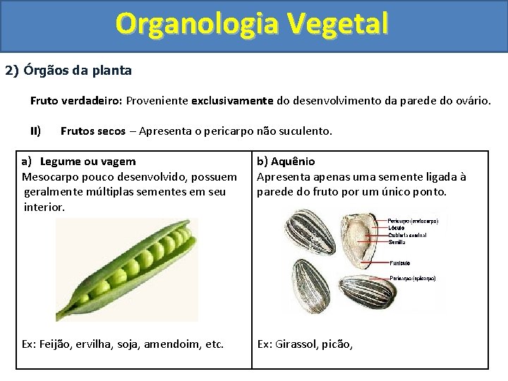 Organologia Vegetal 2) Órgãos da planta Fruto verdadeiro: Proveniente exclusivamente do desenvolvimento da parede