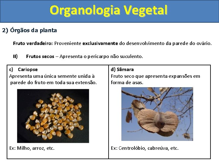 Organologia Vegetal 2) Órgãos da planta Fruto verdadeiro: Proveniente exclusivamente do desenvolvimento da parede