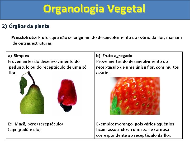 Organologia Vegetal 2) Órgãos da planta Pseudofruto: Frutos que não se originam do desenvolvimento