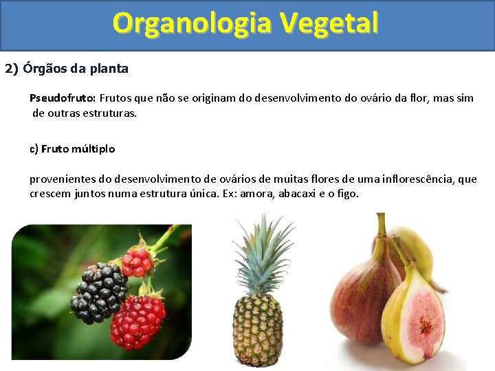 Organologia Vegetal 2) Órgãos da planta Pseudofruto: Frutos que não se originam do desenvolvimento