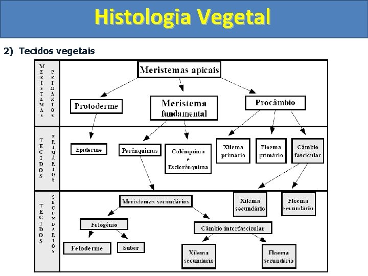 Histologia Vegetal 2) Tecidos vegetais 