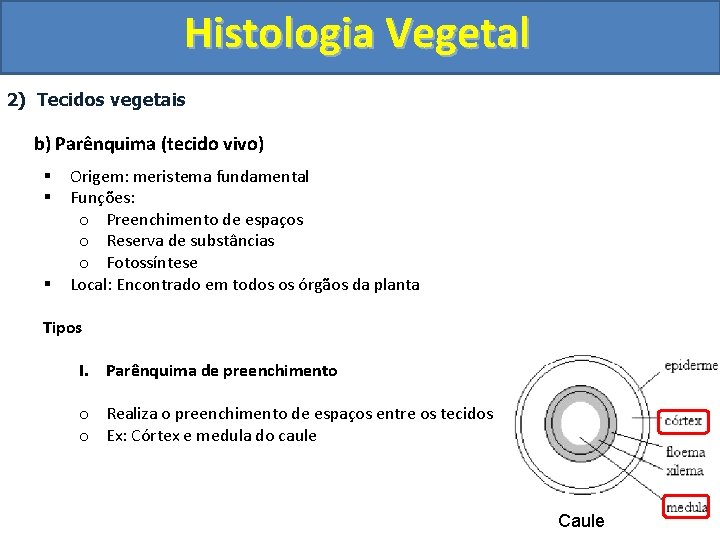 Histologia Vegetal 2) Tecidos vegetais b) Parênquima (tecido vivo) § § § Origem: meristema