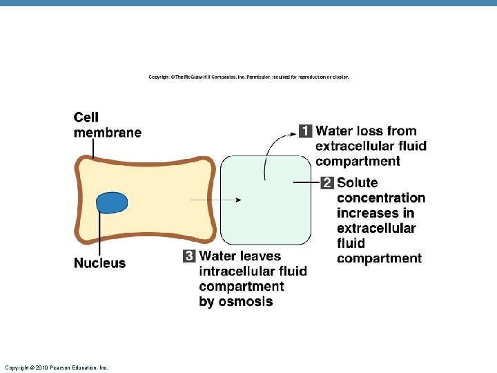 Copyright © 2010 Pearson Education, Inc. 