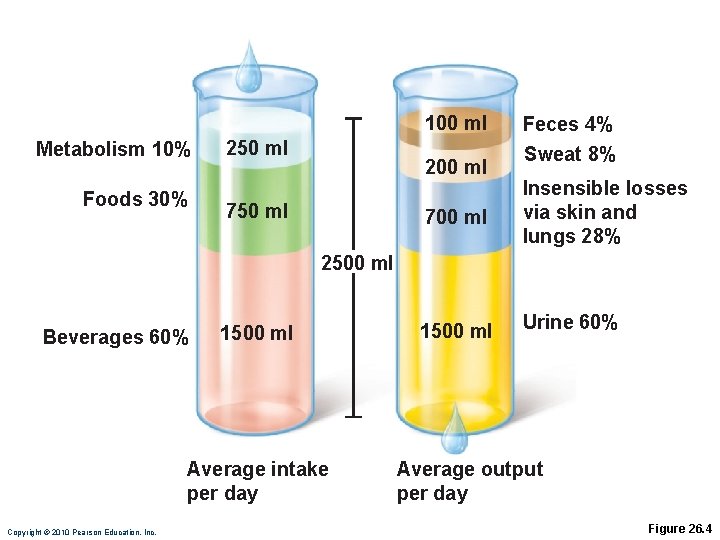 100 ml Metabolism 10% Foods 30% 250 ml 200 ml 750 ml Feces 4%