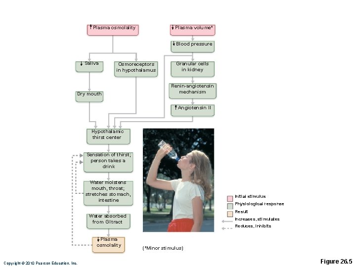 Plasma osmolality Plasma volume* Blood pressure Saliva Osmoreceptors in hypothalamus Dry mouth Granular cells