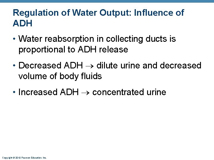 Regulation of Water Output: Influence of ADH • Water reabsorption in collecting ducts is