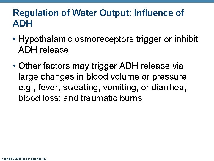 Regulation of Water Output: Influence of ADH • Hypothalamic osmoreceptors trigger or inhibit ADH