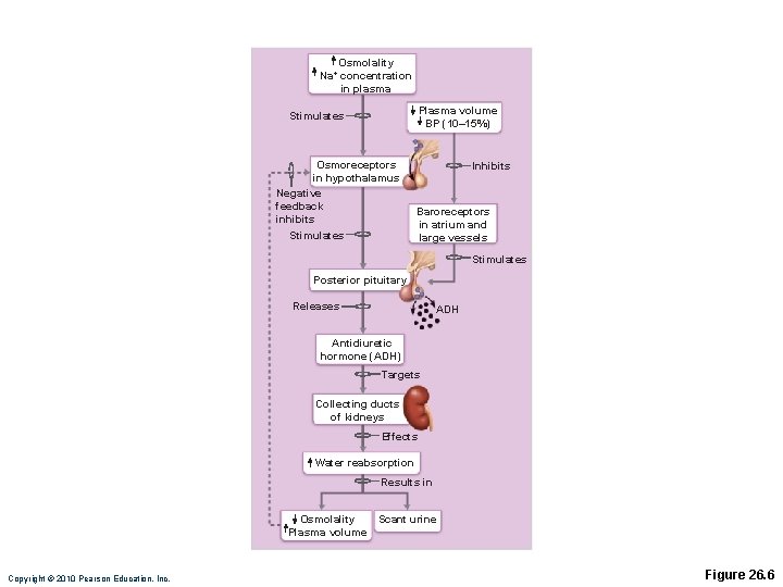 Osmolality Na+ concentration in plasma Plasma volume BP (10– 15%) Stimulates Osmoreceptors in hypothalamus