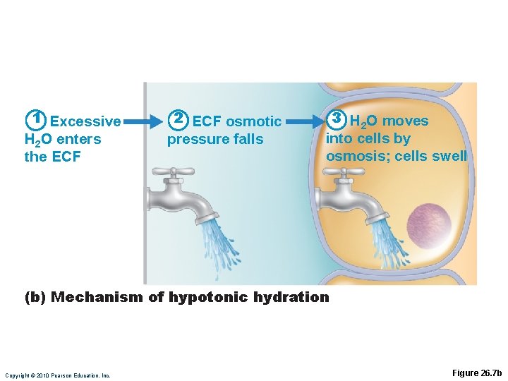 1 Excessive H 2 O enters the ECF 2 ECF osmotic pressure falls 3