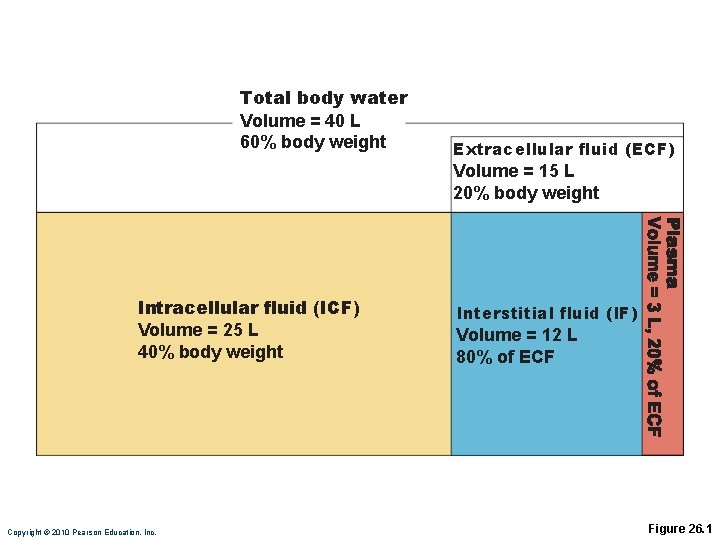 Total body water Volume = 40 L 60% body weight Extracellular fluid (ECF) Volume