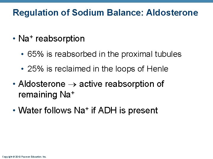 Regulation of Sodium Balance: Aldosterone • Na+ reabsorption • 65% is reabsorbed in the