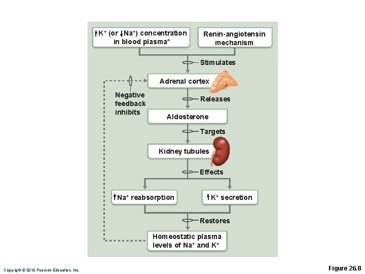 K+ (or Na+) concentration in blood plasma* Renin-angiotensin mechanism Stimulates Adrenal cortex Negative feedback