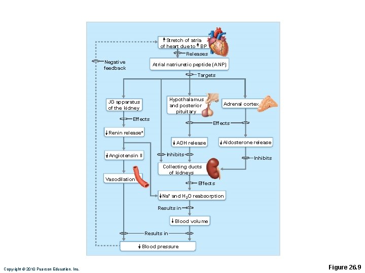 Stretch of atria of heart due to BP Releases Negative feedback Atrial natriuretic peptide