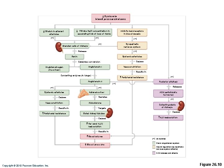 Systemic blood pressure/volume Filtrate Na. Cl concentration in ascending limb of loop of Henle