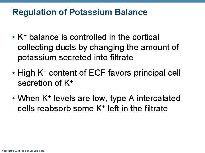 Regulation of Potassium Balance • K+ balance is controlled in the cortical collecting ducts