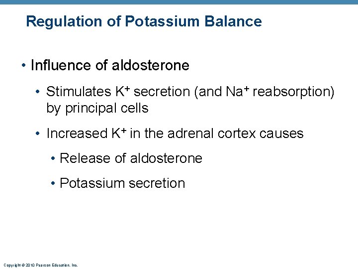 Regulation of Potassium Balance • Influence of aldosterone • Stimulates K+ secretion (and Na+