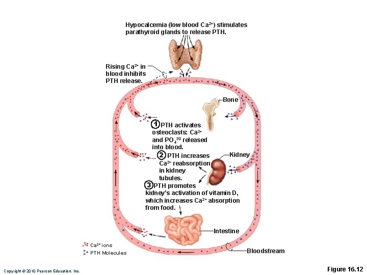 Hypocalcemia (low blood Ca 2+) stimulates parathyroid glands to release PTH. Rising Ca 2+