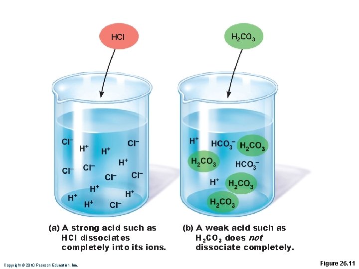 HCI (a) A strong acid such as HCI dissociates completely into its ions. Copyright