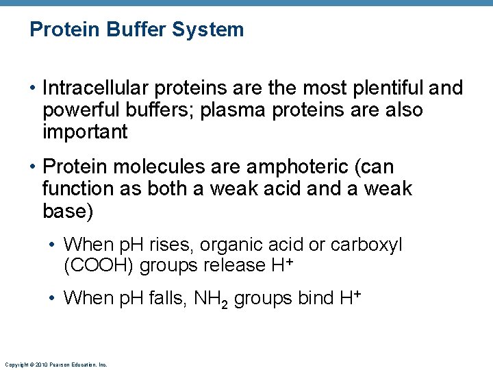 Protein Buffer System • Intracellular proteins are the most plentiful and powerful buffers; plasma