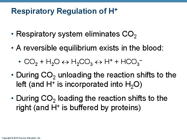 Respiratory Regulation of H+ • Respiratory system eliminates CO 2 • A reversible equilibrium