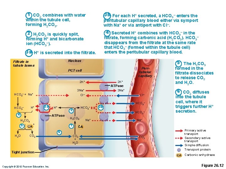 1 CO 2 combines with water 3 b For each H+ secreted, a HCO