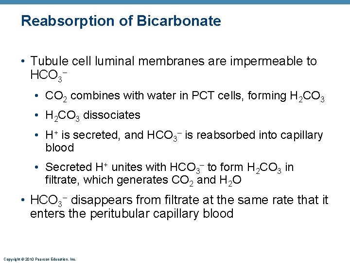 Reabsorption of Bicarbonate • Tubule cell luminal membranes are impermeable to HCO 3– •