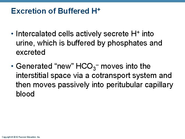 Excretion of Buffered H+ • Intercalated cells actively secrete H+ into urine, which is