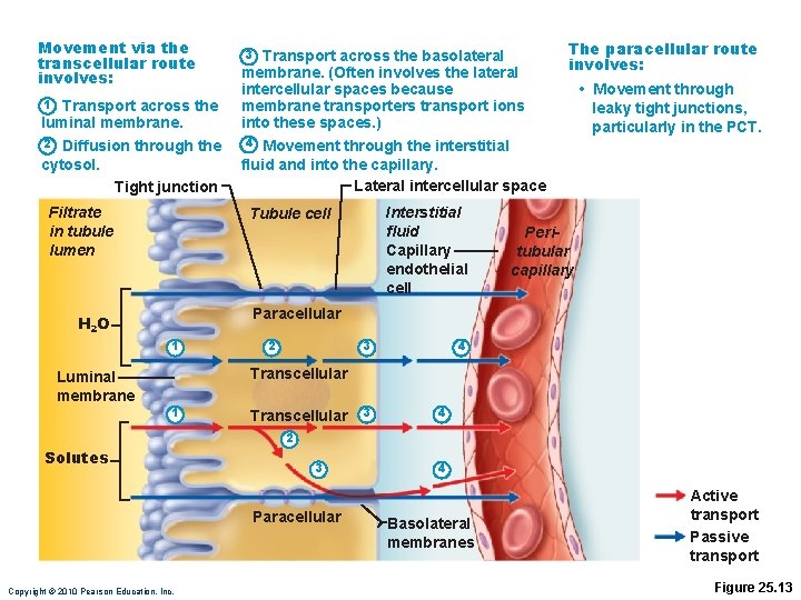 Movement via the transcellular route involves: 1 Transport across the luminal membrane. 2 Diffusion