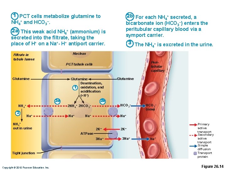 1 PCT cells metabolize glutamine to NH 4+ and HCO 3–. 2 a This