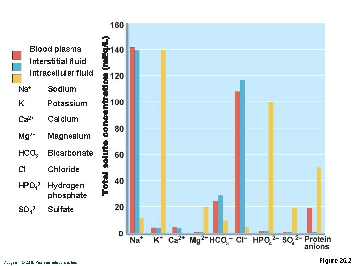 Blood plasma Interstitial fluid Intracellular fluid Na+ Sodium K+ Potassium Ca 2+ Calcium Mg