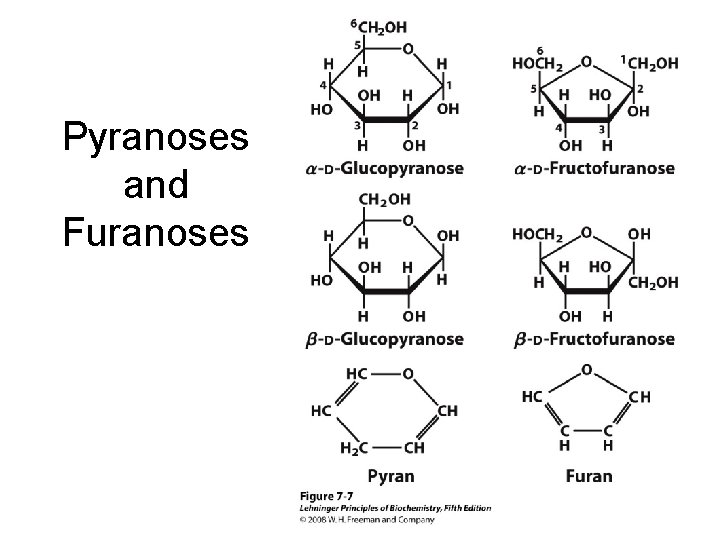 Pyranoses and Furanoses 