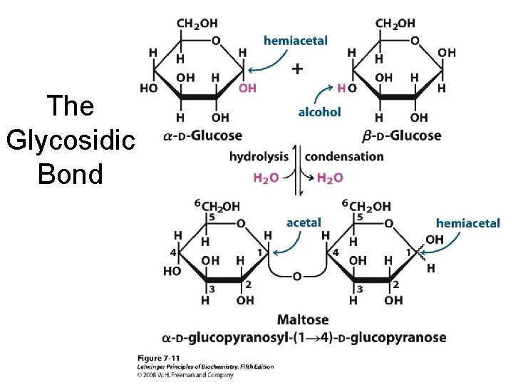 The Glycosidic Bond 