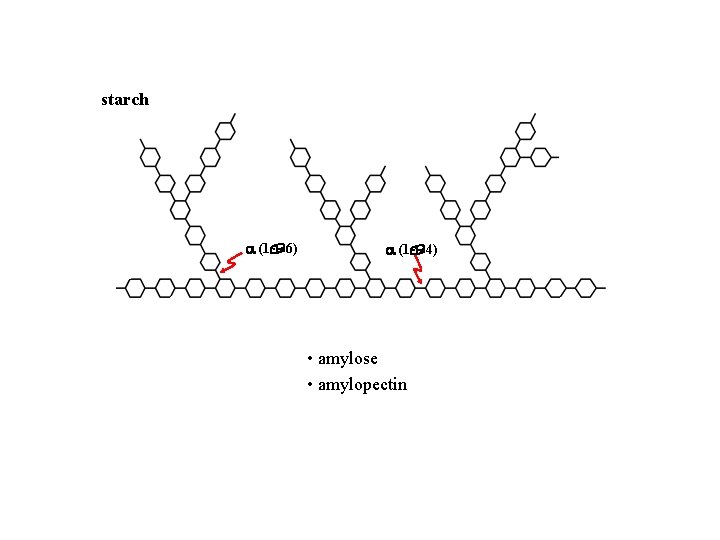 starch (1, 6) (1, 4) • amylose • amylopectin • dextrins 