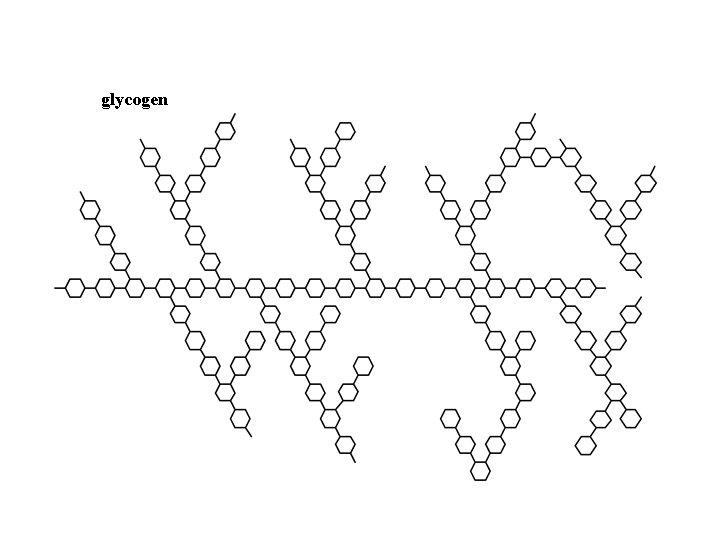 glycogen 